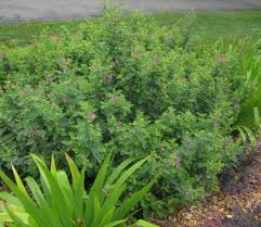 Image result for Indigofera melanadenia