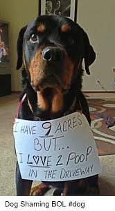 Animals Dogshaming Featured Fun Funny Humor Memes Quotes Dog Shaming Dog Shaming Funny Animal Shaming