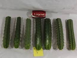 It is believed that the name of san pedro refers to the possibility of connecting to divine sources, it bears the name of the christian saint who precisely guards the gates of heaven. Peruvian Torch Trichocereus Peruvianus 10 To 11 Inch Tip Cutting Cactus Succulent Plants Plants Seeds Bulbs