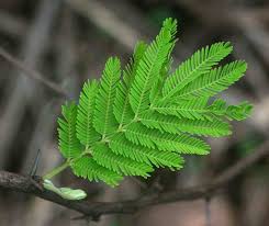 Image result for Acacia nilotica
