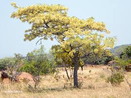 Image result for Burkea africana