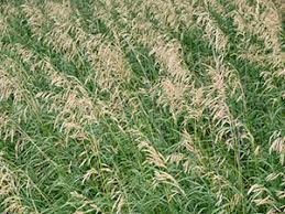 Image result for Bromus  inermis