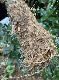 Image result for Xerophyta argentea