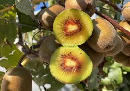 Image result for Actinidia