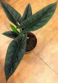 The larger species will form tuberous like trunks with age. Alocasia Scalprum Plants Variegated Plants Cool Plants