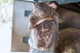 5 Things That Ll Make You Happy From Around The Web Wombat Cute Animals Animals