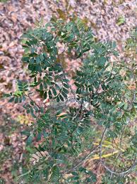 Image result for Cryptosepalum exfoliatum