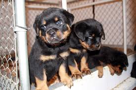 Our newest litter rottweilers royal is currently accepting deposits for our 2022 spring planned litters. Rottweiler Puppies On Twitter 3 Male Akc Rottweiler Puppies Left Located In Michigan Call 231 675 8581 For More Info Or Check Us Out At Https T Co Zhqfamww81 Https T Co Kz3ysgnqzr