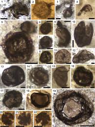 Image result for Dark Brown 1983 Tappan