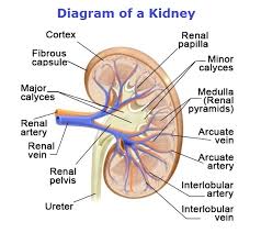 Urinary Diagrams Hd Images Kidney Diagram