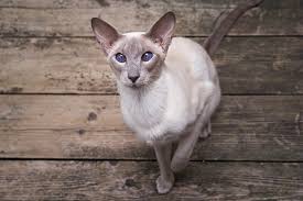 Our oriental shorthair kittens can leave our care anywhere between 12 and 16 weeks of age. Oriental Shorthair Cat Info Traits Pictures Excited Cats