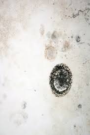 Symptoms Of Toxic Black Mold Exposure Aa Action Waterproofing