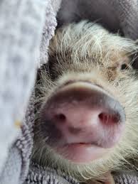 Hi all! I just wanted to introduce myself and share a photo that I took. I  got these 2 little girlie kunekune pigs 4 weeks ago. Muffin and Crumpet.  Muffin the little