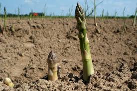 Doch wird man mit einer gartenfrischen ernte belohnt, die vor allem mit schinken und neuen. Gruner Spargel Anbau Saen Pflanzen Und Ernten Wiressengesund