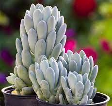 Most will tolerate shade and some frost, although hybrids tend to be less tolerant. Echeveria Elegans Blue Succulent Plants For Sale Cactus Y Suculentas Plantas Suculentas Suculentas Raras