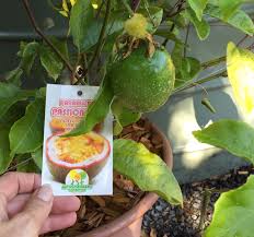 Up to four can be included per cutting. No Fruit From Passionfruit Grown In Pots Bunnings Workshop Community