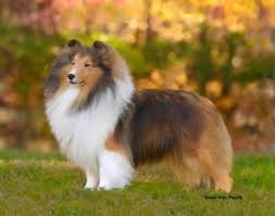 Why buy a sheltie, shetland sheepdog puppy for sale if you can adopt and save a life? What You Need To Know About Miniature Shelties Sheltie Planet