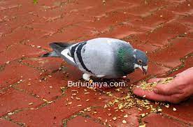 Tambahkan air dan rebuslah hingga mendidih selama 15 ini adalah makanan spesial bagi burung merpati, mengingat biasanya, burung merpati memakan jagung sebagai makanan utama. 3 Makanan Untuk Membuat Merpati Betina Rajin Bertelur Burungnya Com