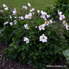 Image result for Anemone transvaalensis