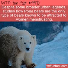 Wtf Fun Fact Polar Bears Are After Our Women Funny Weird Facts Weird Facts Wtf Fun Facts