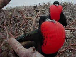 Auf dieser seite geben wir die 25 tollsten tiere von ecuador, von denen die meisten mit. Fauna Und Tierwelt Auf Galapagos Ecuador Discover