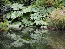 Image result for Gunnera