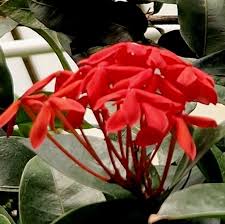 Image result for Ixora coccinea