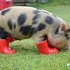 We love each of our pigs so we work hard to give each one of them time and attention everyday. 1