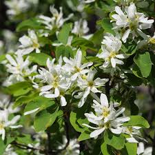 Image result for Amelanchier alnifolia
