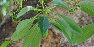 Image result for Rauvolfia mannii