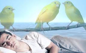 تفسير رؤيا بيض العصافير في الحلم موسوعة