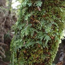 Image result for Blumea squarrosa