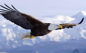 Eagle myths and legends there is an old legend that the eagle alone among animals can look into the sun. What Are The Things That You Can Get From The Eagle Quora