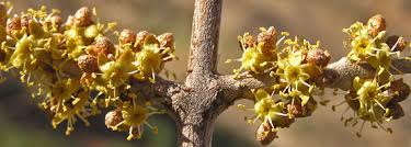 Image result for Xerophyta argentea