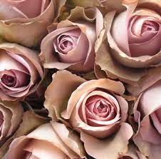 Check spelling or type a new query. Colours And Varieties Gold Wedding Bouquets Wedding Flowers Amnesia Rose