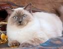 Colors and varietes of Ragdoll Breed - Ragdolls Cattery Faelis