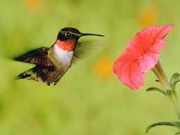 Moreover, do roses attract butterflies? How To Attract Hummingbirds Hgtv