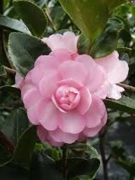 Camellia Sasanqua Pink Snow Komnatnye Rasteniya Cvetok Krasivye Cvety