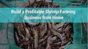 Build A Profitable Shrimp Farming Business From Home Worldwide Aquaculture