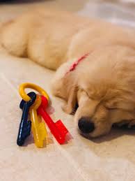 At golden retriever puppies, we strive to be your one stop shop for quality pet supplies online. Golden Retriever Puppies For Sale Pembroke Pines Fl 333941
