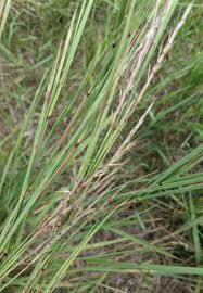 Image result for Schizachyrium jeffreysii