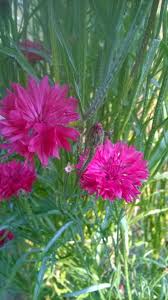 Unsere Geliebten Kornblumen Krauter Haus Und Garten Kornblume