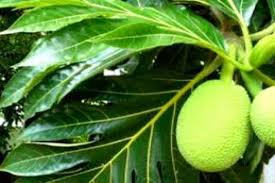 Manfaat daun sukun untuk kesehatan sungguh sangat luar biasa, selain buahnya daunnya juga dapat dijadikan sebagai obat alami yang baik. Teh Daun Sukun Bantu Sembuhkan Penyakit Ginjal Antara News Lampung
