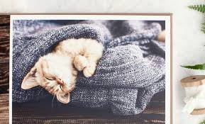 Make your classic linen hardcover photo book extra special by personalizing with your pet's name on the front cover. Creating A Pet Photo Book Online Flipchap