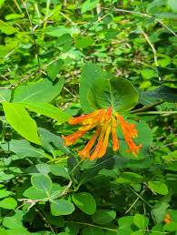 Image result for Lellingeria oosora