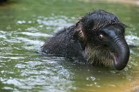Platypus Pictures | Download Free Images on Unsplash