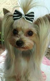 find out more on the feisty yorkshire terrier dog exercise needs yorkshireterrierlovers yorkshireterrierssof yorkshire terrier yorkshire terrier hund terrier