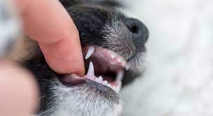 Puppy Teething 101 Phases And How To Survive The Biting Proud Dog Mom