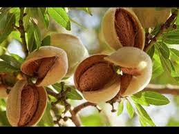 Grow Almond At Home Gardening Garden Diy Home Flowers Roses Nature Landscaping Horticulture Almond Benefits Health Benefits Of Almonds Almond Tree
