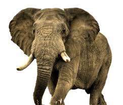 Download Elephant Png Images Background Png Free Png Images Elephant Wallpaper Animals Beautiful Animals Wild Find & download free graphic resources for elephant. download elephant png images background